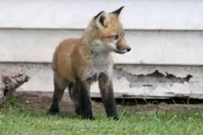 SaveAFox